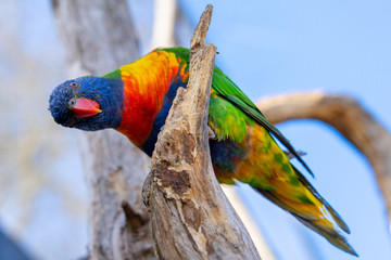 Loriquet © Didier Laurent 