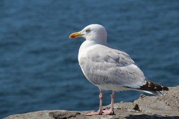 Möwe am Meer