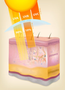 The sun rays layers of the skin. Three-dimensional drawing, realistic, vector