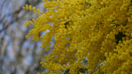 mimoza flower at spring