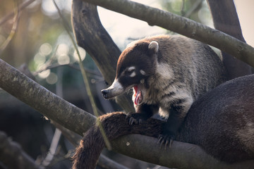 coati