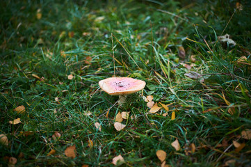 Grass and a mushroom