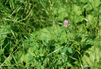 Grass with the cljver