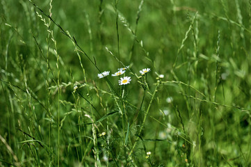 Grass with a chamomile
