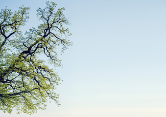 branches of tree
