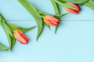 Tree red tulips on display on a light blue wooden painted background, flat lay, top view