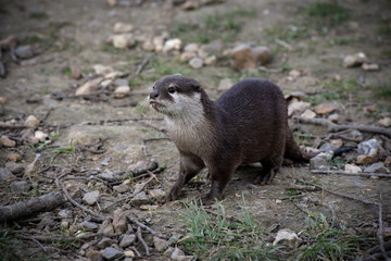 loutre
