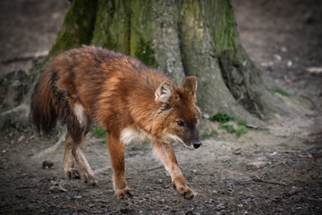 dhole