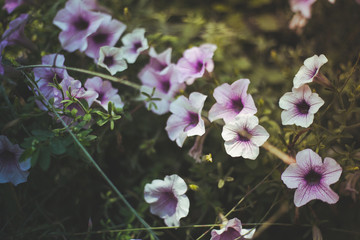 pink flowers in the garden