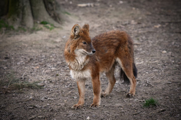 dhole