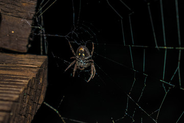 Spinne im Netz in der Nacht