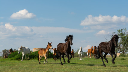 herd of horses running free 2