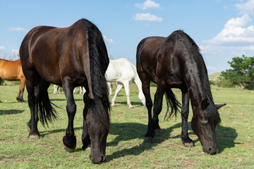 The brothers grazing together