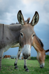 Fototapeta na wymiar Cute Donkey Photobomb
