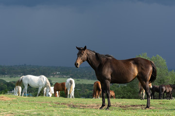 Horses Grazing in the herd