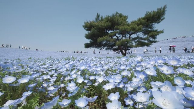 Slow motion - Tourist enjoy with A lonely huge tree on the hill with the sea of blue flowers (Nemophila or Baby Blue Eye) blossoming at Hitachi Seaside Park in spring under blue sky at Ibaraki, Japan