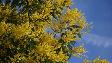 Fototapeta premium mimoza flower at spring