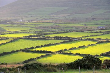 Irische Landschaft Gras