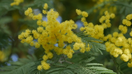 mimoza flower at spring