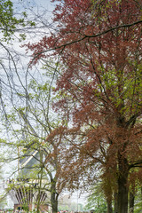 Netherlands,Lisse, LOW ANGLE VIEW OF TREES IN FOREST DURING AUTUMN