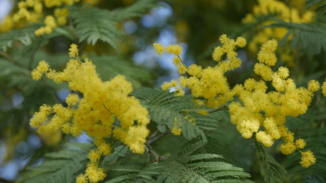 mimoza flower at spring