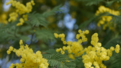 mimoza flower at spring