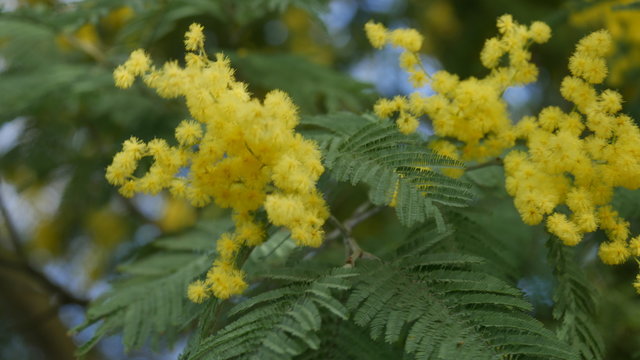 mimoza flower at spring