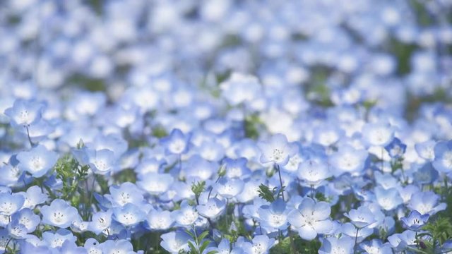 Slow motion flower and wind- Closeup of the Nemophila Flowers or Baby Blue Eye Flowers at the Hitachi Seaside Park in  Ibaraki, Japan. 