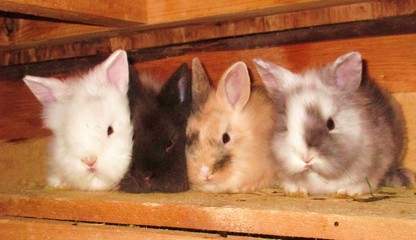 vier junge Hasen Kaninchen Löwenkopf