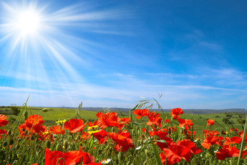 poppy field of red poppies
