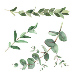 Eucalyptus twigs watercolor illustrations