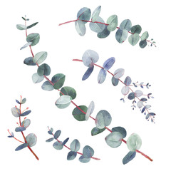 Eucalyptus twigs watewrcolor illustrations
