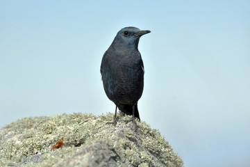 Roquero solitario posando sobre unas rocas