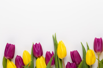 Spring Pink tulips on white background.