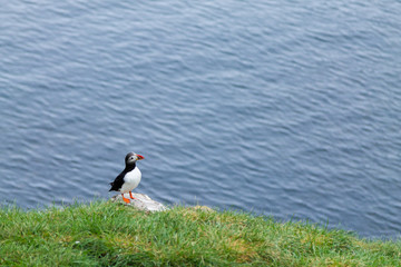 Atlantic puffin from Borgarfjordur fjord, east Iceland