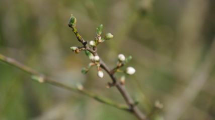 Flower bud