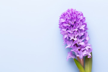 Obraz premium Flowers composition with hyacinths. Spring flowers on color background. Easter concept. Flat lay, top view.