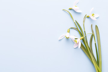 Fototapeta na wymiar Fresh snowdrops on blue background with place for text. Spring greeting card. Mother day. Flat lay.