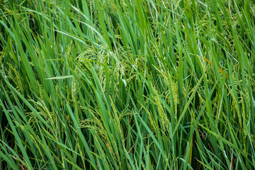 Rice Farm