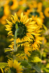 Sunflower follow the sun