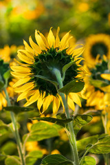 Sunflower follow the sun