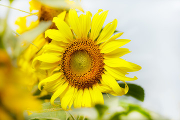 Obraz premium Sunflower in cloudy day