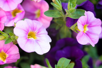pink hydrangea in the garden