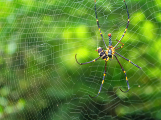 spider on web