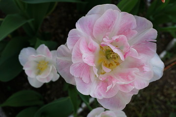 Mottled beautiful white pink tulip