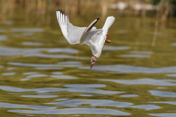 Lachmöwe