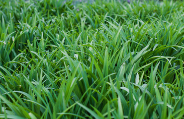 natural spring background green grass