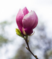 one magnolia flower on branch in the wild