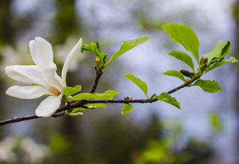 background flower of white magnolia on branch