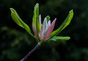 magnolia flower is about to bloom in spring